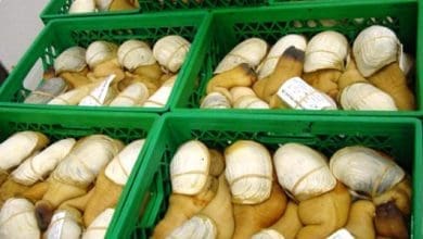 Keren, UMS Solo Masuk 3 Besar Universitas Swasta Terbaik di Indonesia Versi QS WUR – News Solopos.com