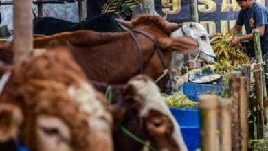 Aplikasi Buatan Telkom University Ini Bisa Seleksi Hewan Kurban
