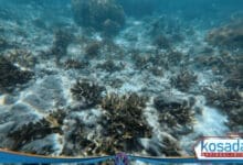 Telkom University Kirim Robot Canggih ke Laut Jawa Barat, Ini Misinya